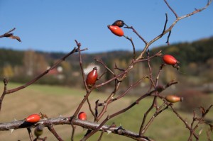 051_Vikend_s_rodici_v_Markousovicich_(6.-.8.11.2015) 