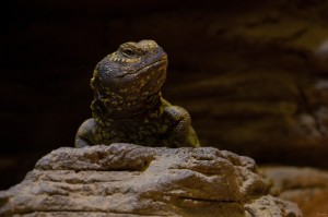 015 ZOO Olomouc (12.11.2016)