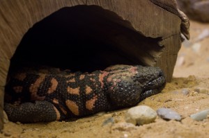 016 ZOO Olomouc (12.11.2016)
