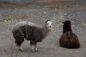 018 ZOO Olomouc (12.11.2016)
