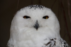 020 ZOO Olomouc (12.11.2016)