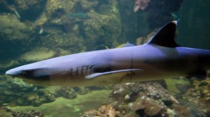 032 ZOO Olomouc (12.11.2016)