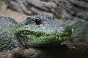 034 ZOO Olomouc (12.11.2016)