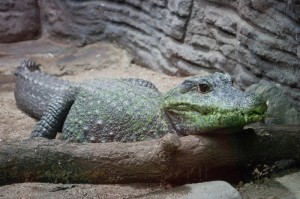 035 ZOO Olomouc (12.11.2016)
