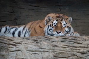 036 ZOO Olomouc (12.11.2016)