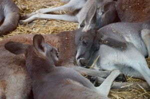 041 ZOO Olomouc (12.11.2016)