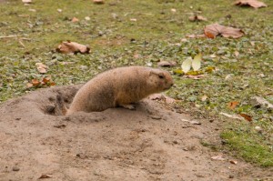 042 ZOO Olomouc (12.11.2016)