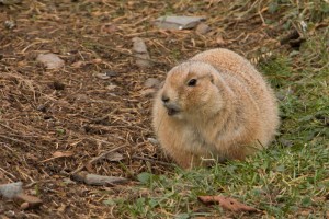 044 ZOO Olomouc (12.11.2016)