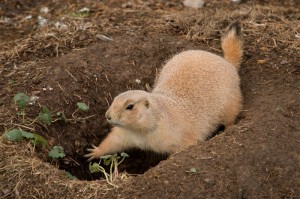 045 ZOO Olomouc (12.11.2016)