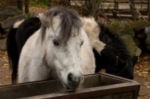 046 ZOO Olomouc (12.11.2016)