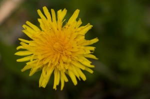049 Vikend s rodici Markousovice (6.-8.5.2016)