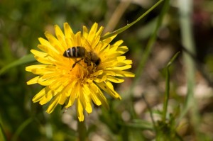 081 Vikend s rodici Markousovice (6.-8.5.2016)