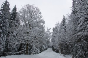 019 LVK Vitkovice 2.-8.1.2017