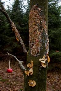 030 Vanocni prochazka (22.12.2017)